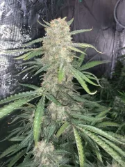 Original Auto OG Kush