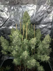 Original Auto OG Kush