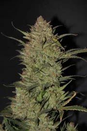 Original Auto OG Kush