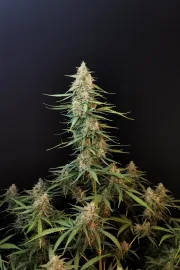 Original Auto Sour Diesel – FastBuds – Autoflowering