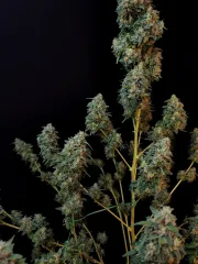 Original Auto Sour Diesel
