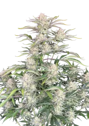 Original Auto Sour Diesel – FastBuds – Autoflowering