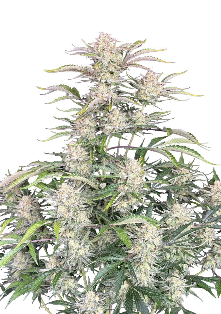 Original Auto Sour Diesel – FastBuds – Autoflowering