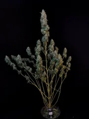 Original Auto Sour Diesel