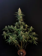 Original Auto Sour Diesel