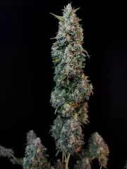 Original Auto Sour Diesel