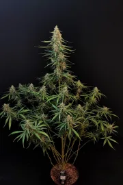 Original Auto Sour Diesel – FastBuds – Autoflowering