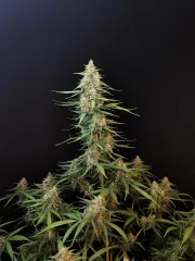 Original Auto Sour Diesel