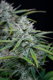 Original Auto White Widow