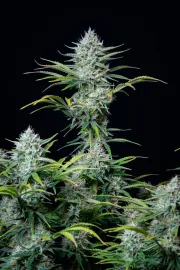 Original Auto White Widow – FastBuds – Autoflowering