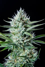Original Auto White Widow – FastBuds – Autoflowering