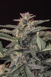 Original Auto White Widow
