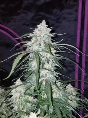 Pineapple Express Auto