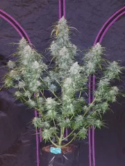 Pineapple Express Auto