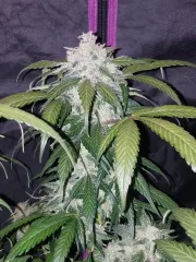 Pineapple Express Auto