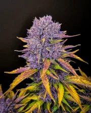 Purple Lemonade