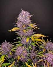 Purple Lemonade