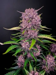 Purple Lemonade
