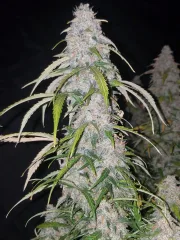 Six Shooter Auto