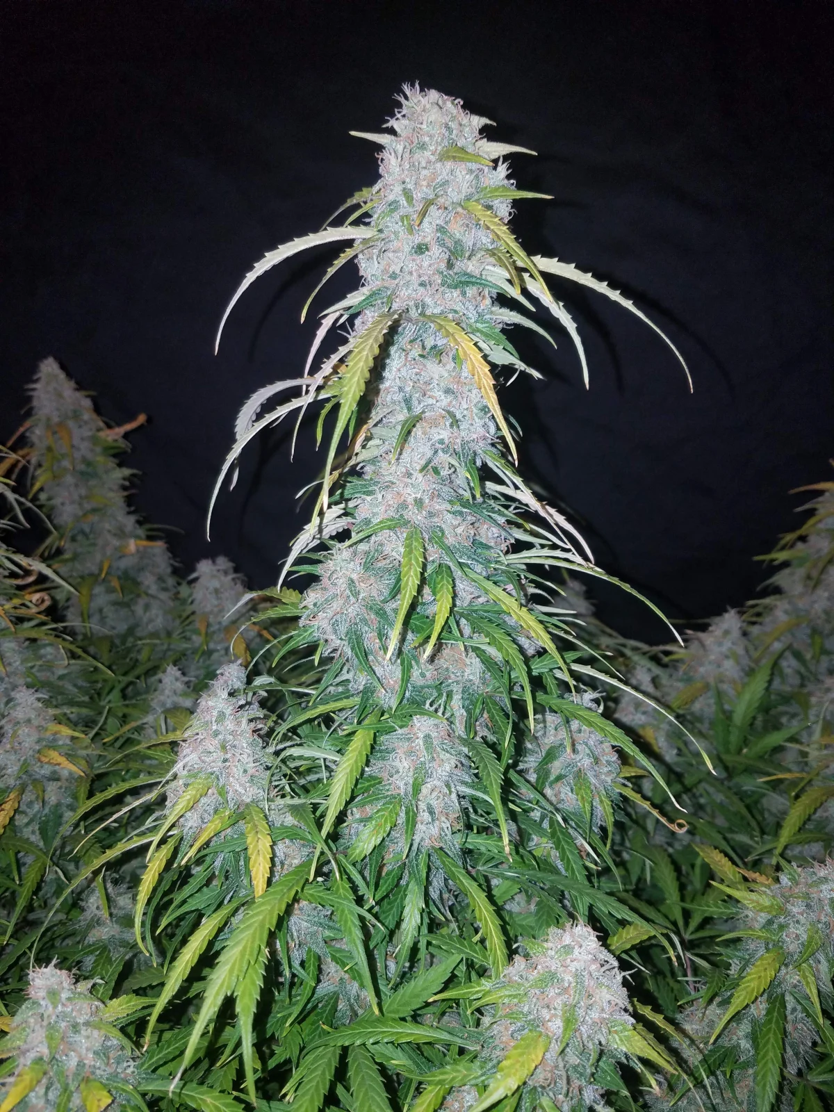 Six Shooter Auto – FastBuds – Autoflowering