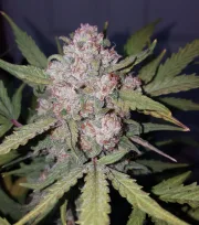 Stardawg Auto – FastBuds – Autoflowering