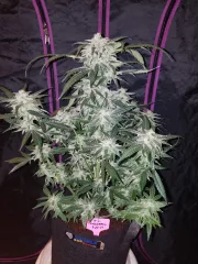 Tangie-Matic