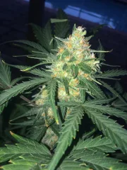 West Coast OG Auto – FastBuds – Autoflowering