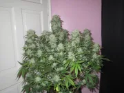 West Coast OG Auto