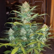 West Coast OG Auto