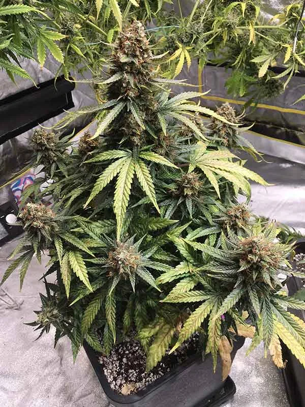 Juicy Lucy – Auto Seeds – Autoflowering