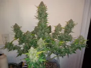 Trans Siberian – Auto Seeds – Autoflowering
