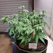 Trans Siberian – Auto Seeds – Autoflowering
