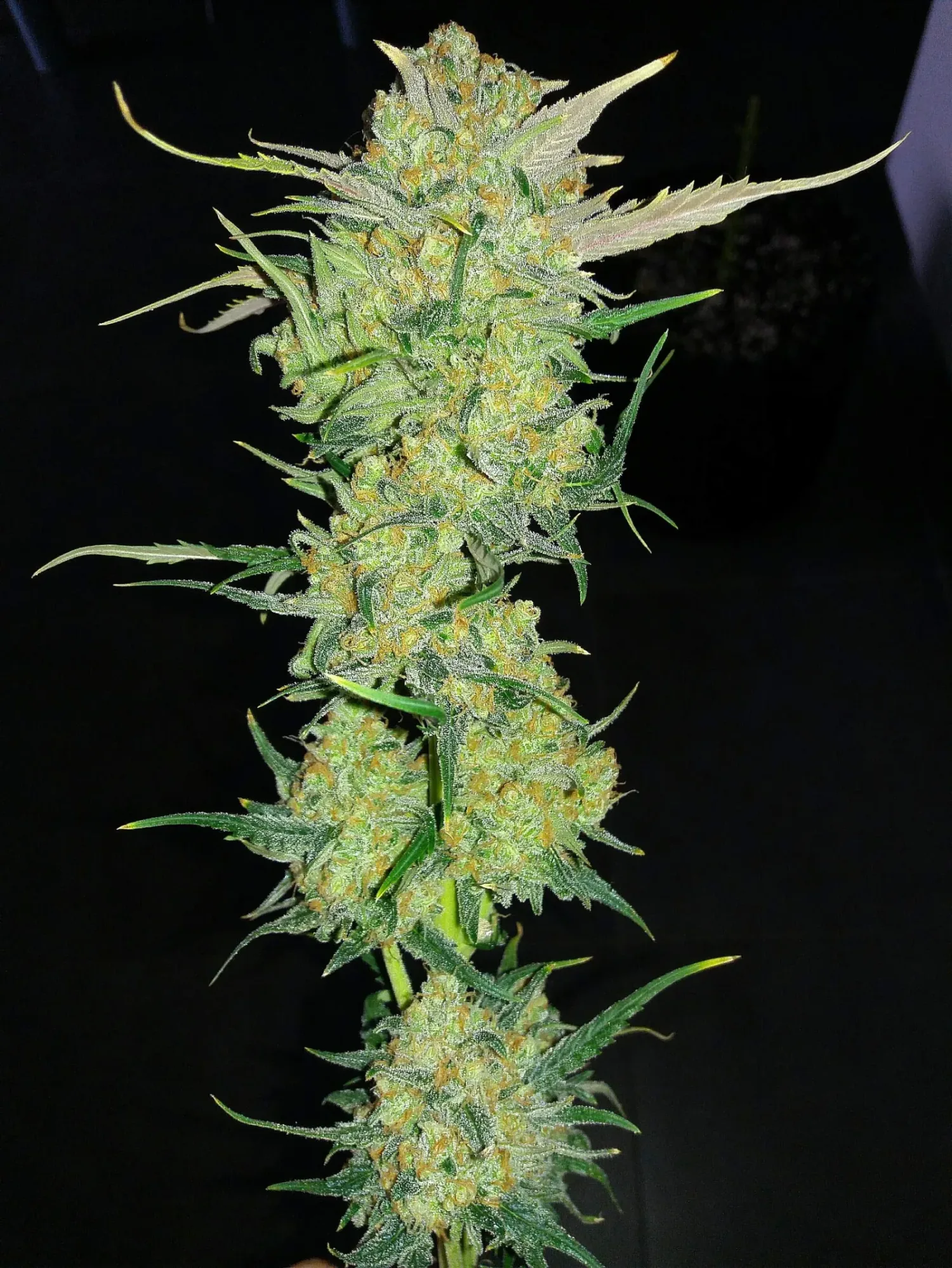 Ultra Lemon Haze – Auto Seeds – Autoflowering