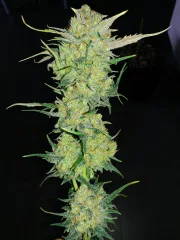 Ultra Lemon Haze – Auto Seeds – Autoflowering