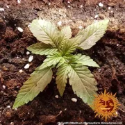 8 Ball Kush – Barneys Farm – Feminized