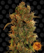 8 Ball Kush – Barneys Farm – Feminized