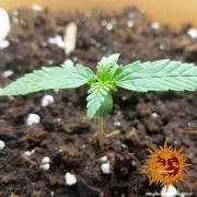 8 Ball Kush – Barneys Farm – Feminized