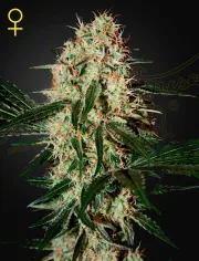 Arjans Haze 3 – Greenhouse Seed Co – Feminized
