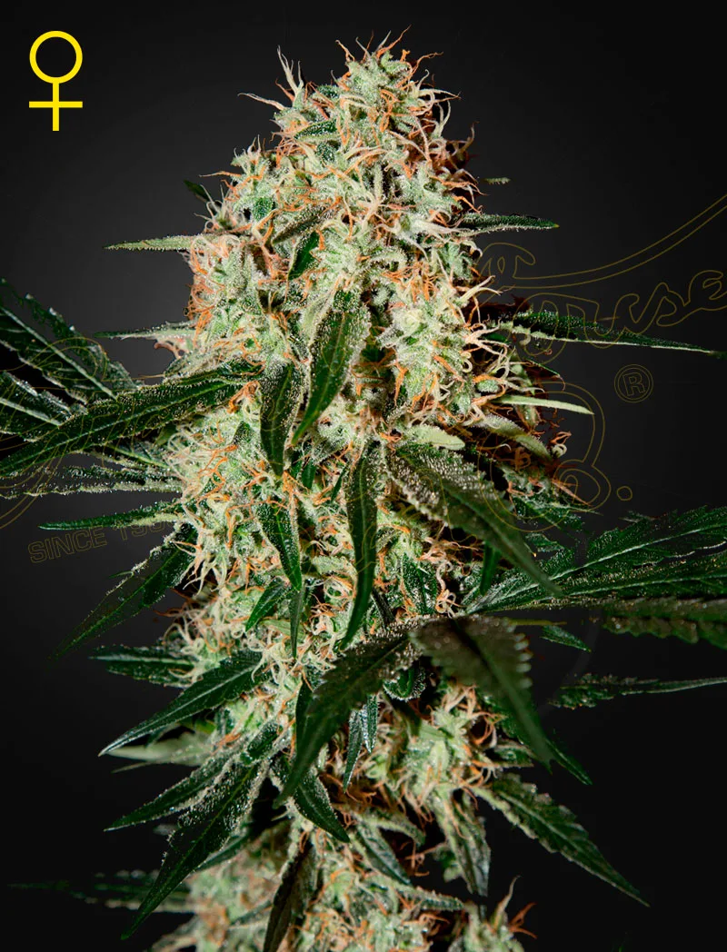 Arjans Haze 3 – Greenhouse Seed Co – Feminized