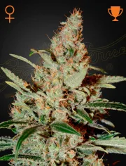 Chemdog – Greenhouse Seed Co – Feminized