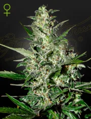 Super Critical Auto – Greenhouse Seed Co – Autoflowering