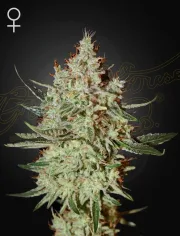Train Wreck – Greenhouse Seed Co – Feminized