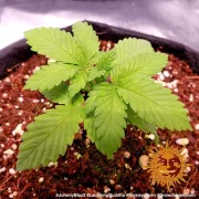 Barneys Laughing Buddha – Barneys Farm – Feminized