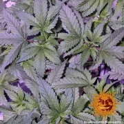 Barneys Laughing Buddha – Barneys Farm – Feminized