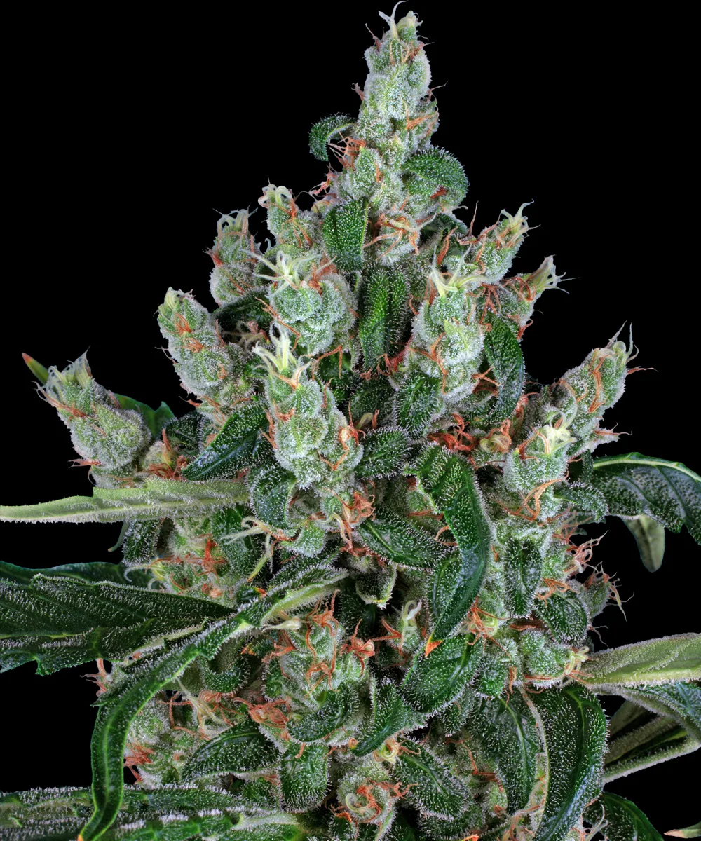 Barneys Laughing Buddha – Barneys Farm – Feminized