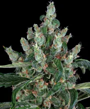 Barneys Laughing Buddha – Barneys Farm – Feminized