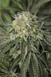 Amherst Sour Diesel – Humboldt Seed Organization – Feminized