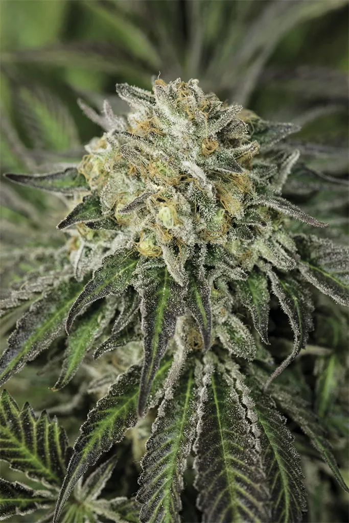 Amherst Sour Diesel – Humboldt Seed Organization – Feminized