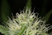 Blue Dream – Humboldt Seed Organization – Feminized