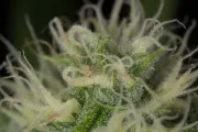 Blue Dream – Humboldt Seed Organization – Feminized